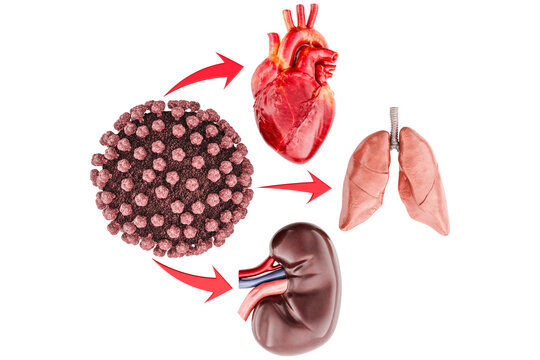 Impact of Hantavirus on Heart, Lungs and Kidneys, transparent background.