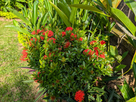 Vibrant red ixora flower bush blooming in outdoor garden.
