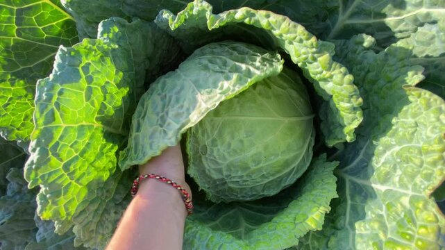 Cinematic close-up shot of female hands gently stroking the large green leaves of a fresh cabbage plant growing on a farm