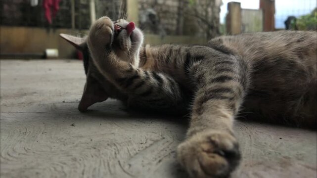Close Up of Tabby Cat Scratching With Tongue Out in Slow motion