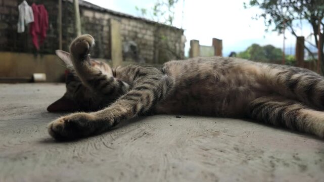 Close Up of Tabby Cat Scratching With Tongue Out