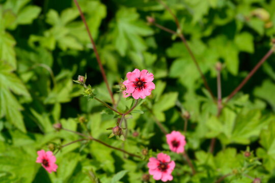 Bright pink Nepal cinquefoil flowers with striking dark red centers bloom beautifully on slender stems amid lush green foliage - latin name - Potentilla nepalensis Melton Fire