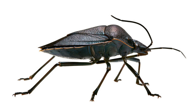 Dark blue stink bug with long antennae and legs