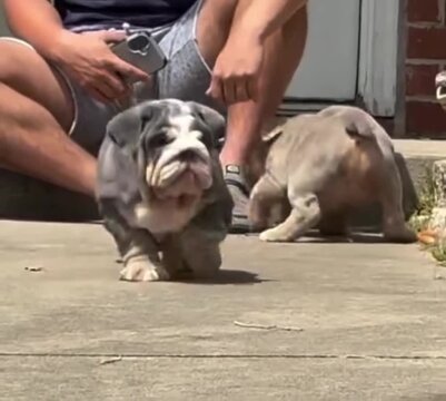 Bulldog puppies playing on a sunny concrete driveway with their owner sitting nearby creating an adorable animated motion video clip for social media pet loving viewers