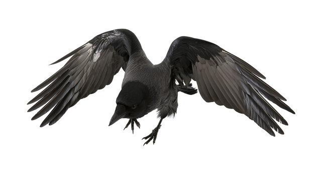 Black crow bird with wings spread wide in flight