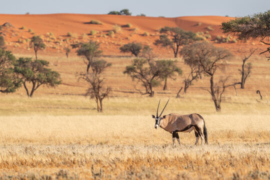 Namibian desert with oryx in the foreground and sand dunes in the background Namibia
