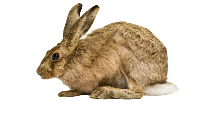 Brown hare with long ears resting on white