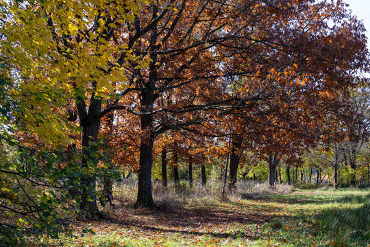 Trees on a meadow in the change from summer to atumn