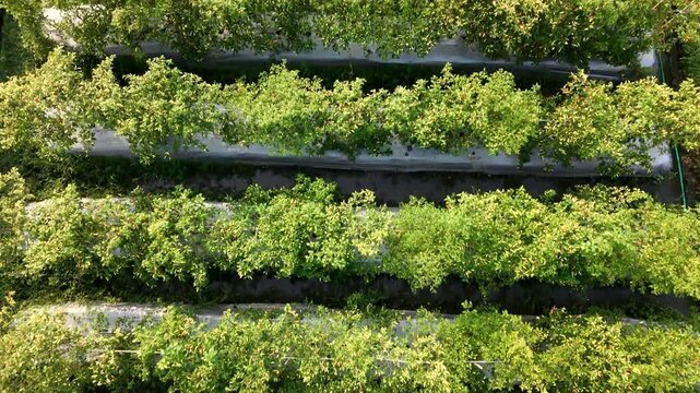 Aerial drone camera advancing smoothly over a lush green chili pepper plantation. Rural agriculture, organic crop cultivation, and spicy vegetable farming concept.