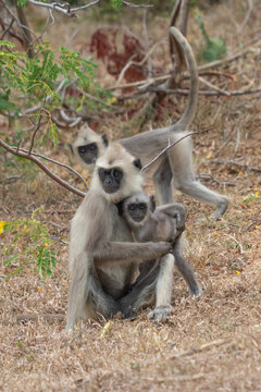 Gray langur monkey carrying its baby on a dirt path in the indian wilderness with wildlife, nurturing