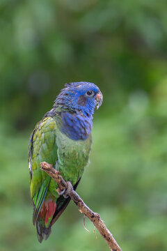 Close-up portrait of a blue-headed parrot perched on a tree branch in a natural forest habitat