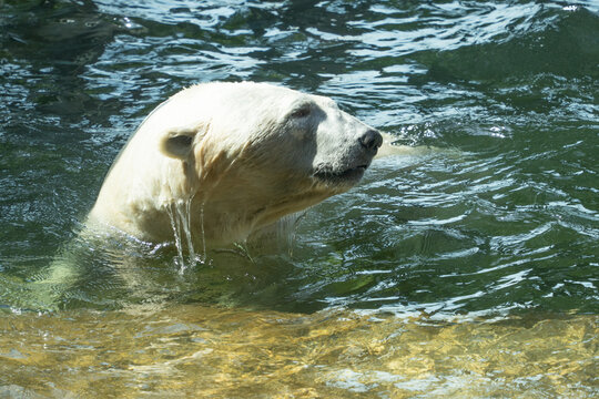 A close up view of a large white polar bear swimming through cool green water with swimming, wildlife