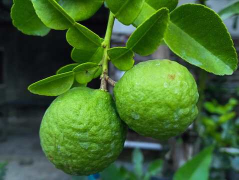 Two fresh green kaffir limes with bumpy skin hang from a stem surrounded by green leaves.