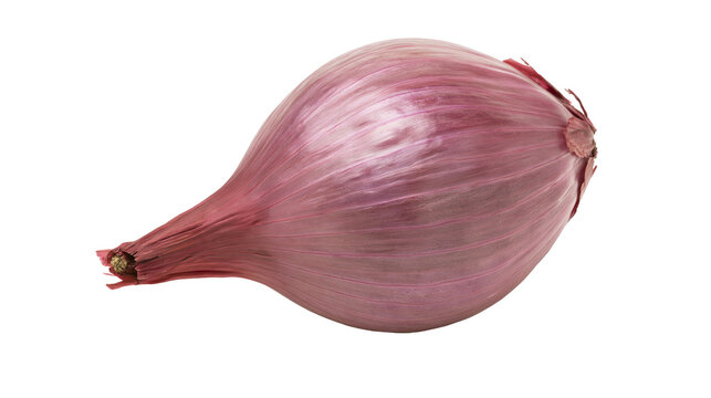 Red onion bulb with papery skin and pointed end