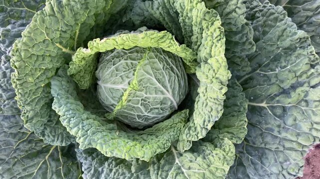 Cinematic close-up shot of a fresh green cabbage plant with large leaves growing in a soil garden bed, organic agriculture concept