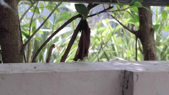 Small bat hanging upside down from a tree branch near a concrete wall in the garden