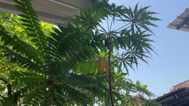 Lush green cassava leaves texture with bright daylight