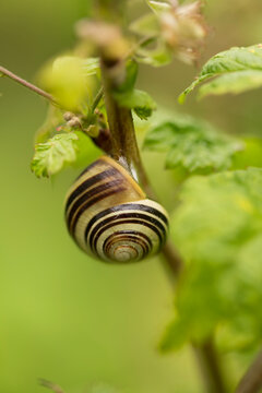 A striped snail clinging to a green plant stem