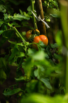 Heirloom tomatoes ripening on the vine staked up