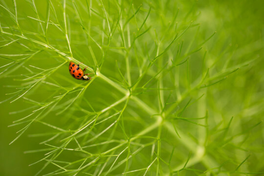 A red ladybug crawls on a green fennel plant