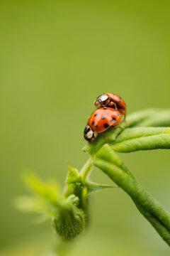 Two ladybugs mating on top of a green leaf