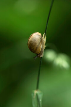 A tiny snail climbs a thin green plant stem