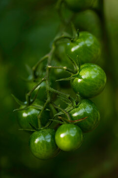 Close up of unripe green tomatoes on the vine