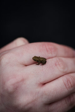 Tiny baby toad resting on a human hand