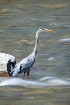 Great blue heron wading in shallow river water next to a rock