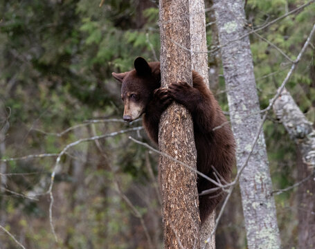Young black bear cub clinging to a tree trunk