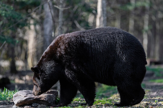 Large black bear sniffing a rock in the woods