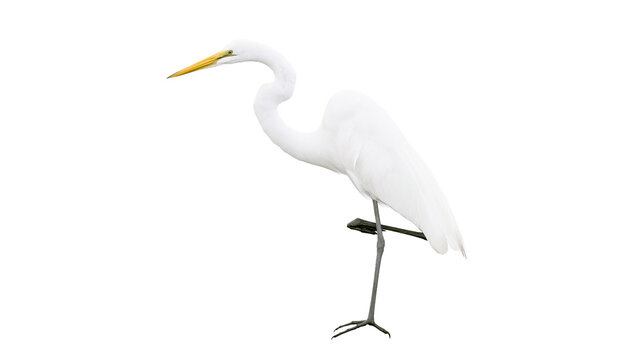 Great Egret bird standing on one leg white plumage, yellow beak
