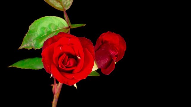 Close-up of a beautiful red rose blooming with its stem and green leaves against a dark background, showcasing its delicate petals and velvety texture in exquisite detail