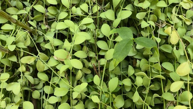 Green creeper plant wall texture. Green Dischidia nummularia vertical garden wall backdrop. Close-up of a lush tropical climbing vine wall, featuring organic round green leaves for eco design.