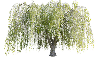 Weeping willow tree with cascading branches and green leaves © Peregrine
