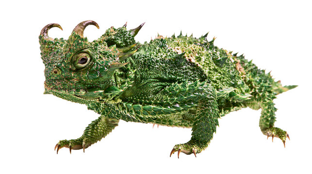 Thorny Dragon Lizard with Spikes and Horns