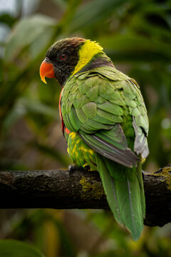 Rainbow lorikeet Trichoglossus moluccanus.