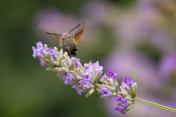 Naklejka premium Macroglossum stellatarum hovering over a flower