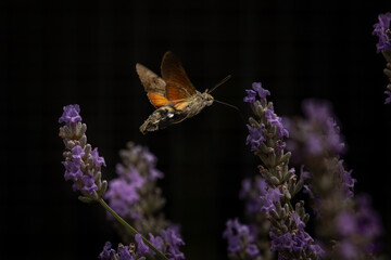 Naklejka premium Macroglossum stellatarum hovering over a flower