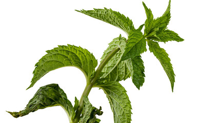 Fresh green mint leaves on stem © Peregrine