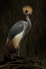 Naklejka premium Black Crowned Crane Balearica pavonina.