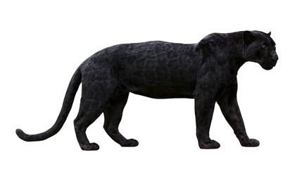 Black panther walking sleek fur, powerful predator © Peregrine
