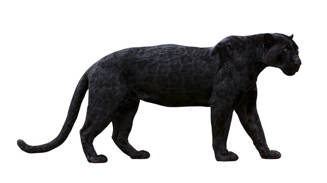 Black panther walking sleek fur, powerful predator