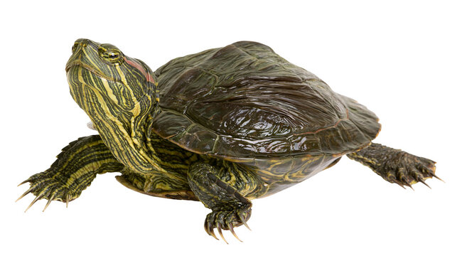 Red-eared slider turtle with green and yellow stripes on neck