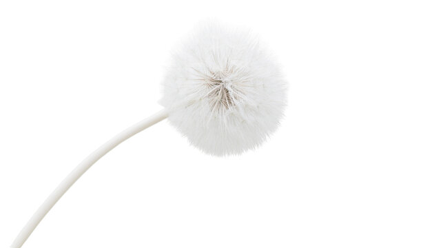 Fluffy white dandelion seed head on stem
