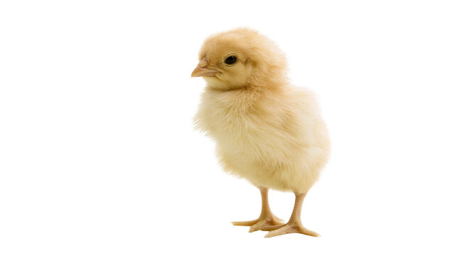 Fluffy yellow chick standing on white