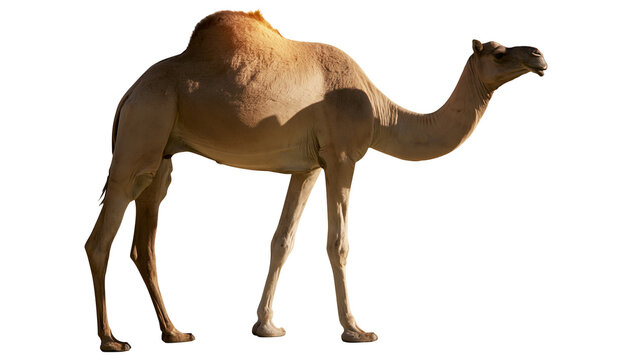 Dromedary camel with one hump standing profile view