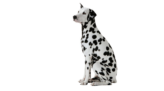 Dalmatian dog sitting with black spots on white coat