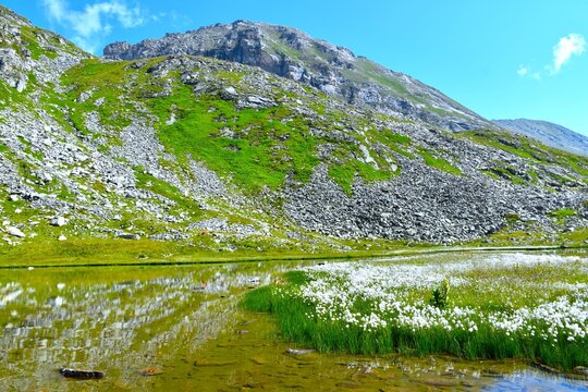 Mountains with green meadow and rock scree above Unterer Lanischsee with a moor at the shore with white cottongrass (Eriophorum scheuchzeri) plants in