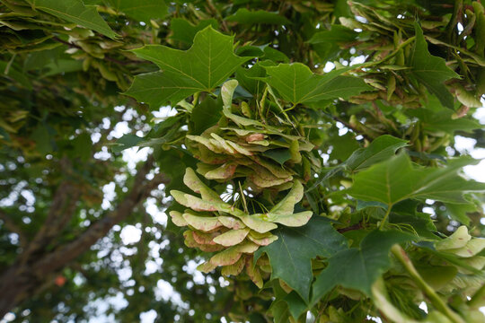 Maple tree close-up with fresh leaves and seed pods